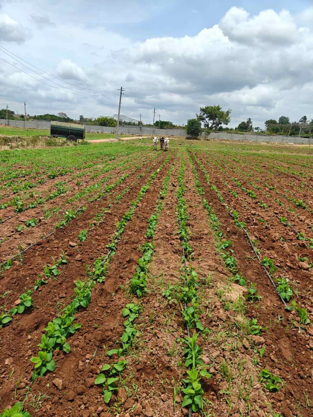 A bullock-drawn implement working between rows of young edamame plants on our farm