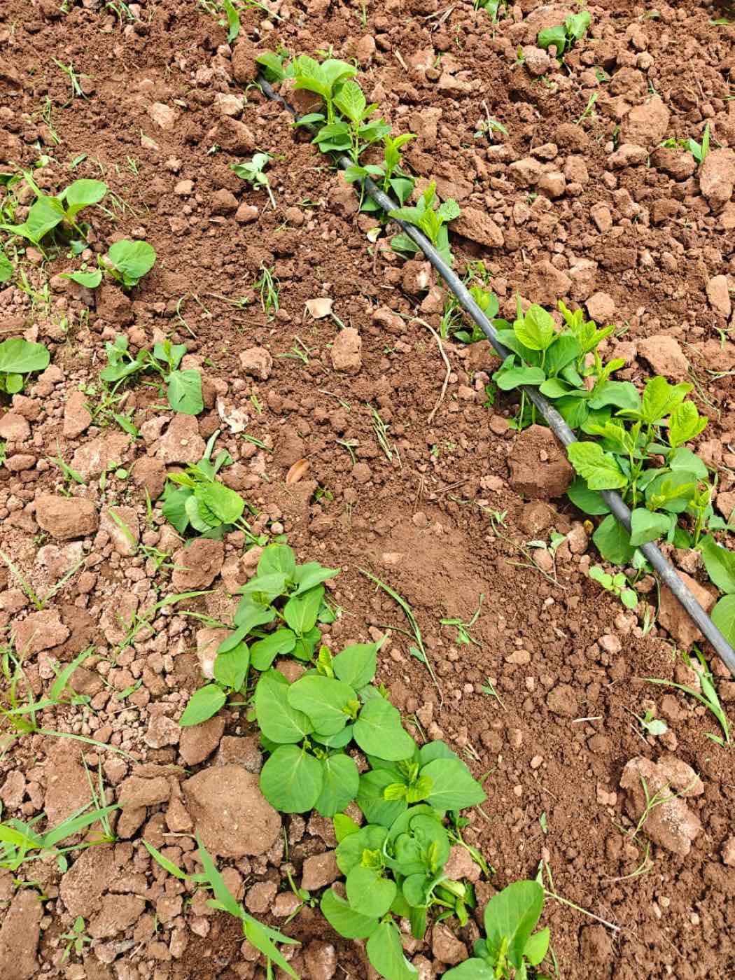 Close view of young edamame plants growing in a row on our farm