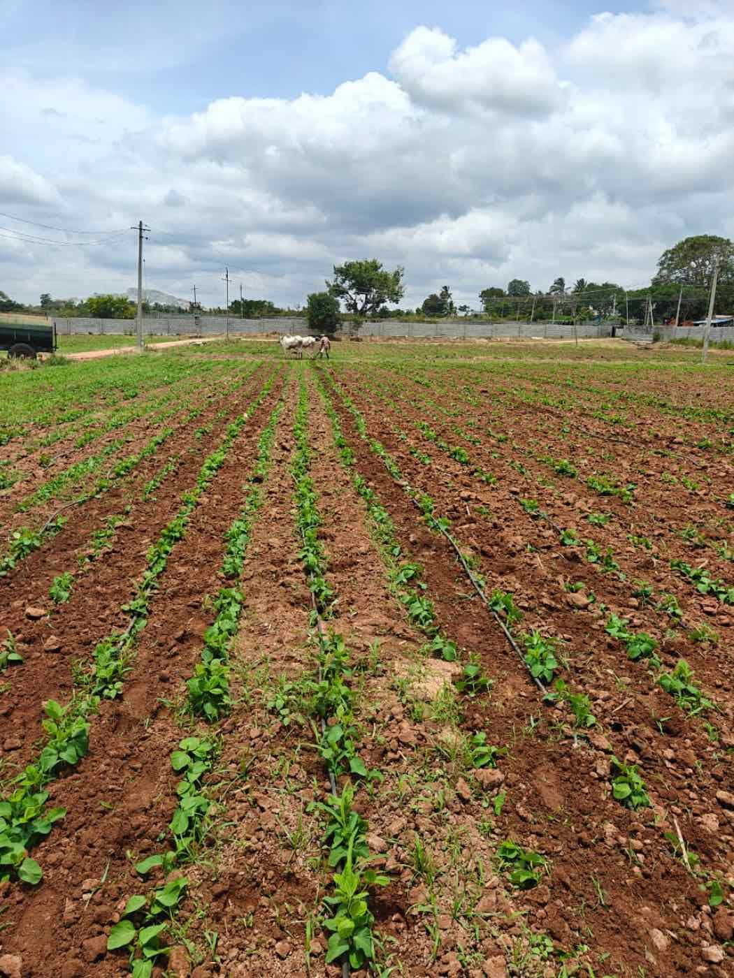 Rows of young edamame plants under drip irrigation on our farm